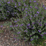 Smoky Hills Skullcap