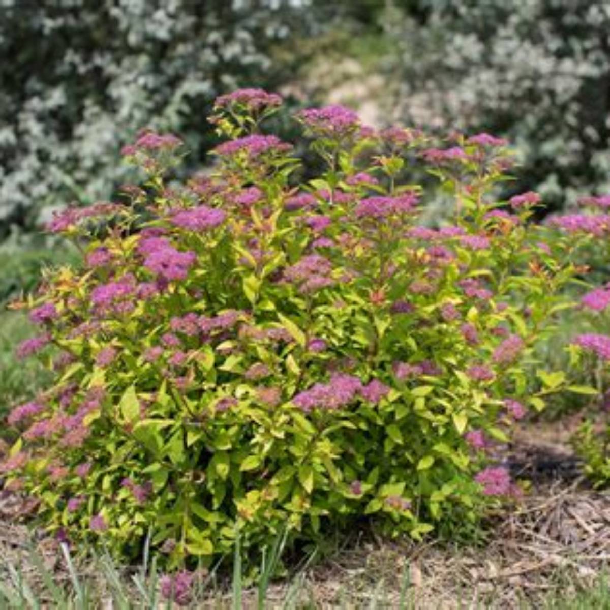 Little Spark® Spirea