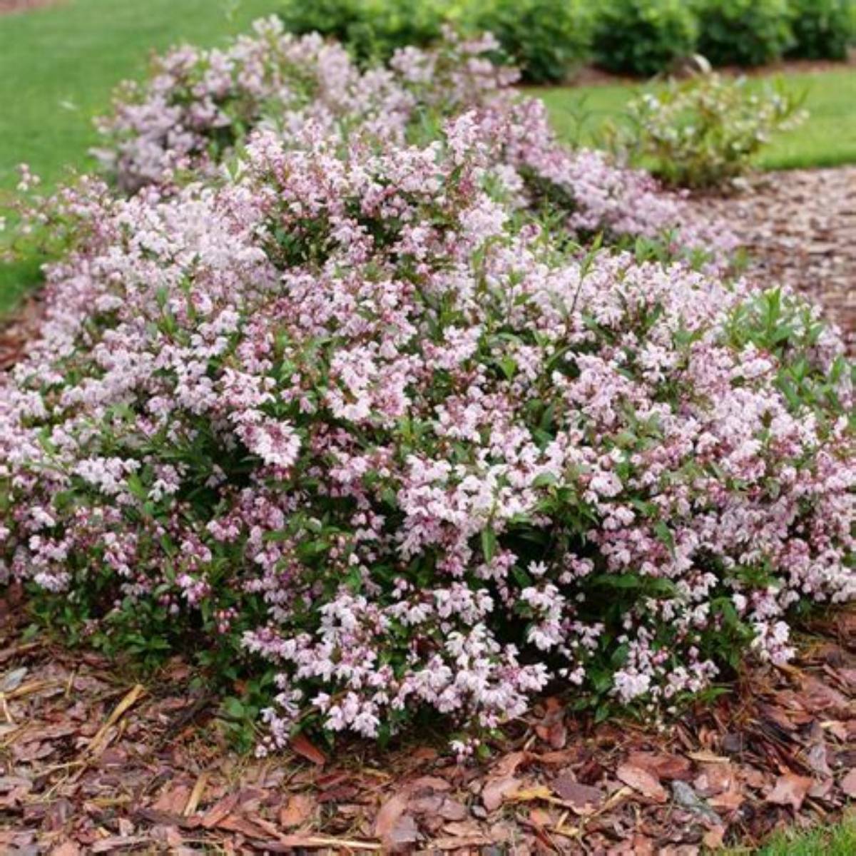 Yuki Kabuki™ Deutzia