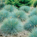 Elijah Blue Fescue