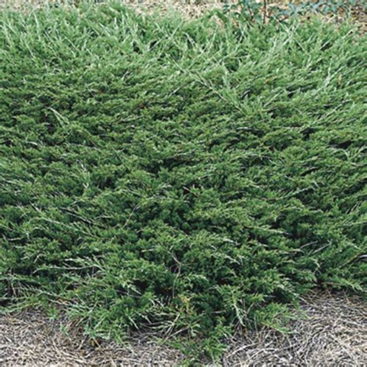 Buffalo Juniper