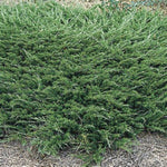 Buffalo Juniper
