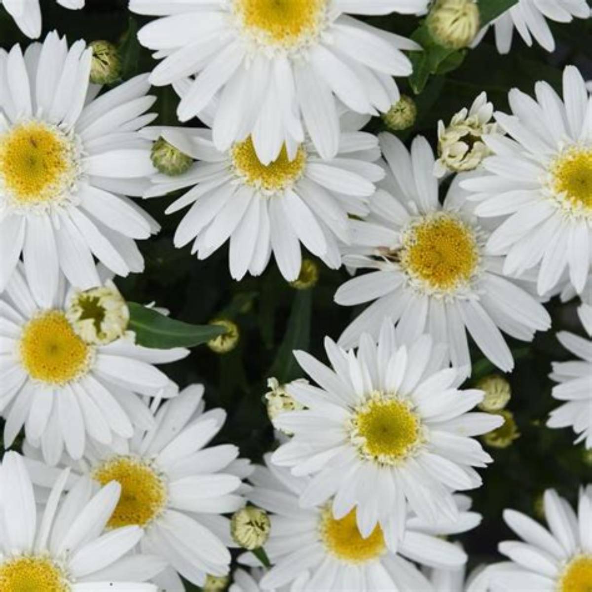 Sweet Daisy Birdy Daisy