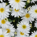 Sweet Daisy Birdy Daisy