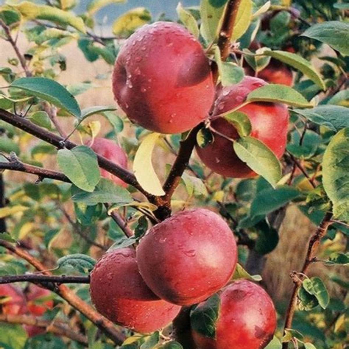 Mcintosh Apple Tree