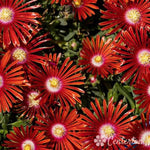 Red Mountain® Ice Plant