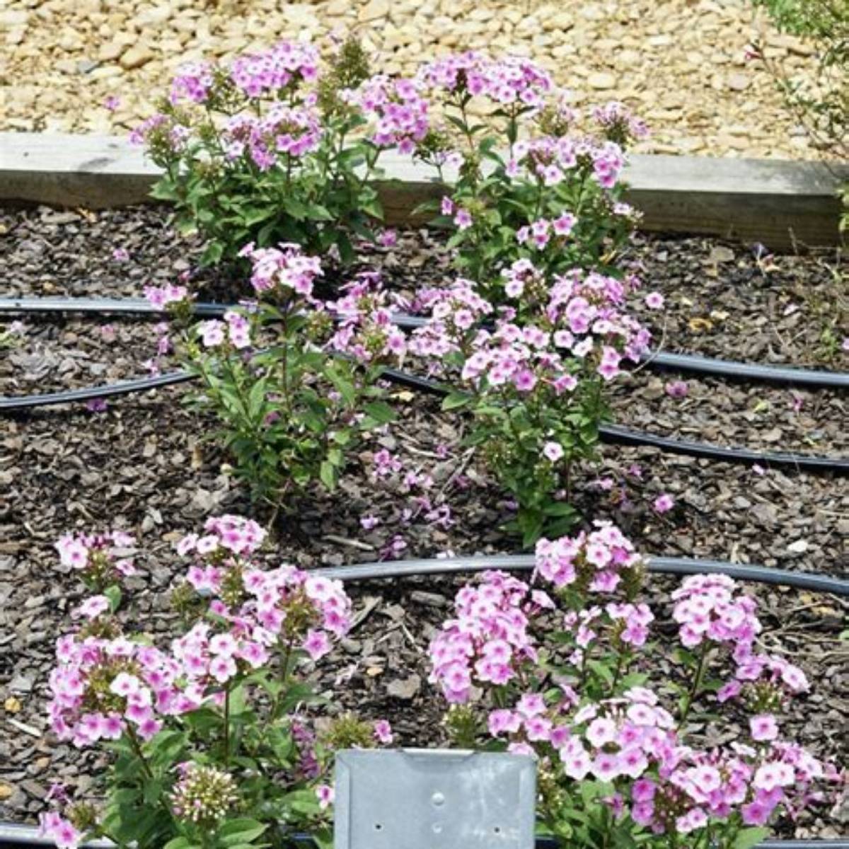 Super Ka-Pow™ Blue Phlox