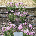 Super Ka-Pow™ Blue Phlox