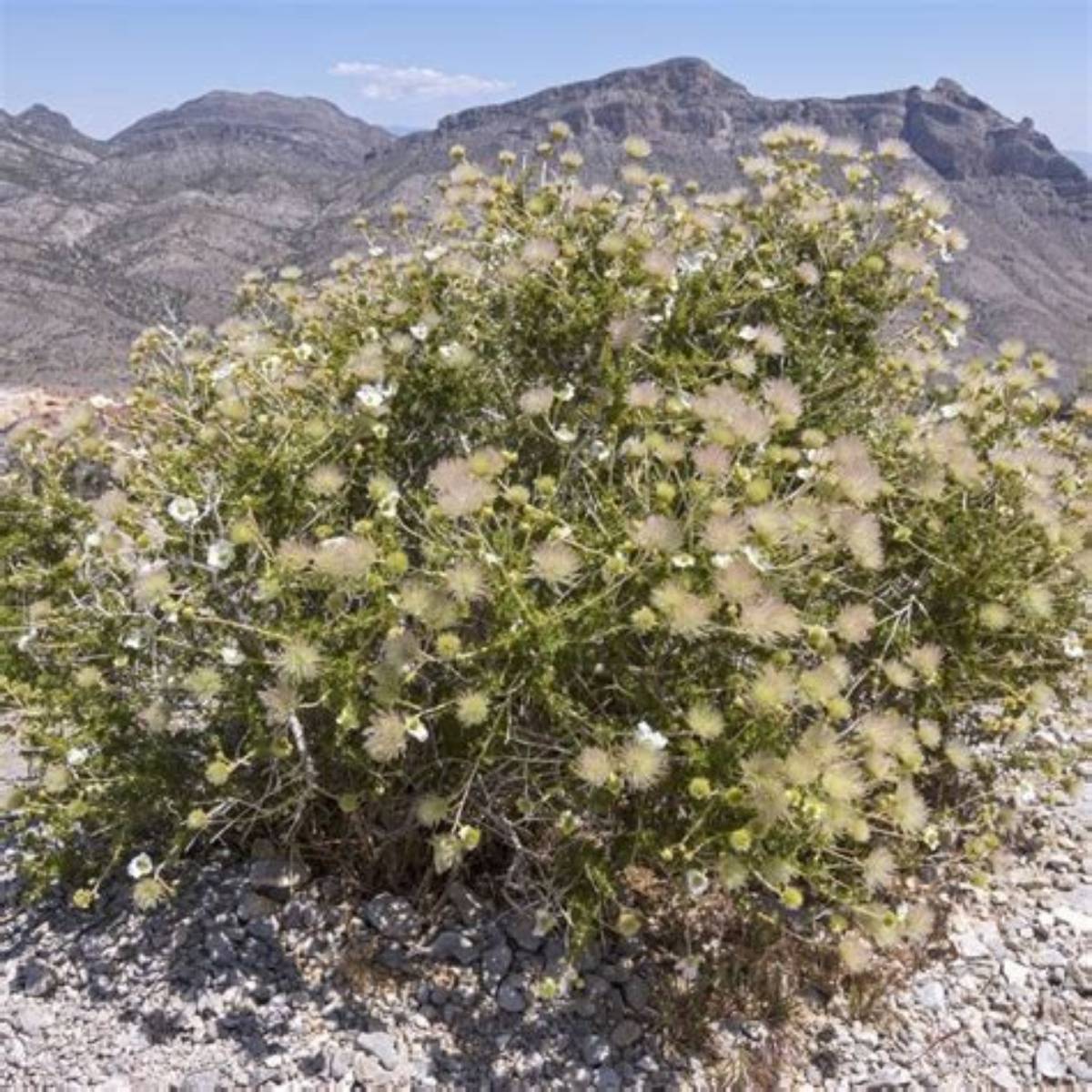 Apache Plume