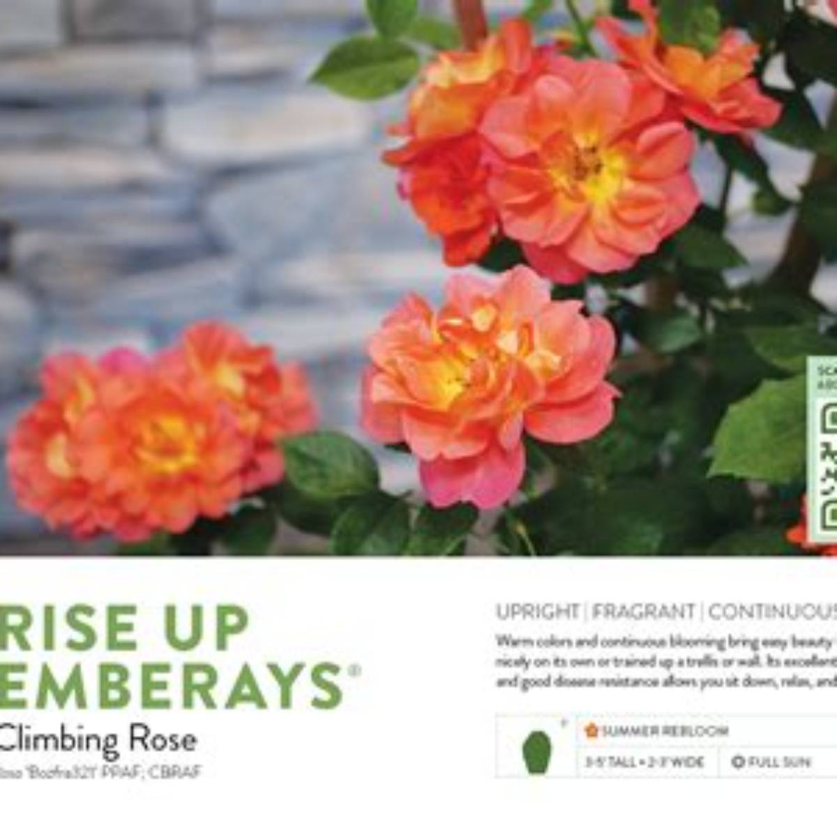 Rise Up Emberays™ Rose