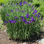 Caesar's Brother Siberian Iris