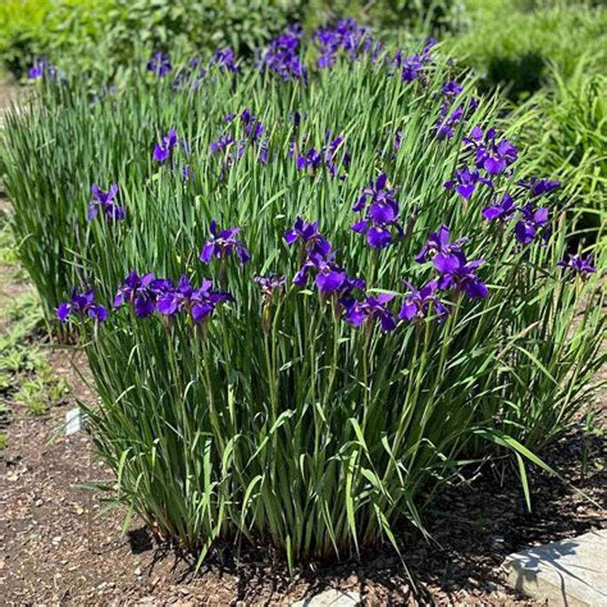 Caesar's Brother Siberian Iris
