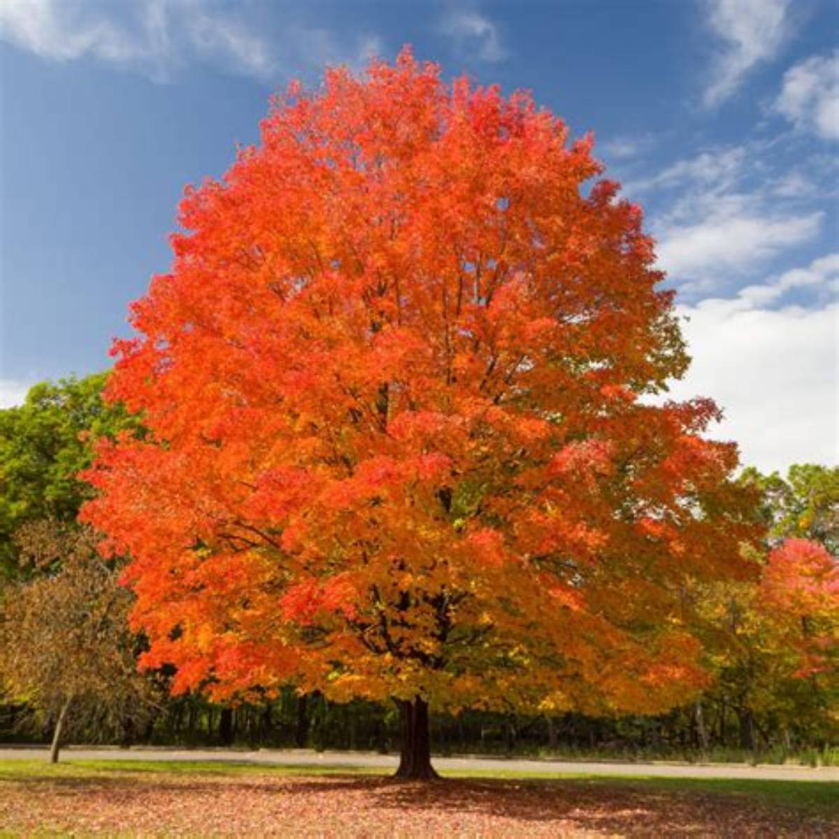 Sugar Maple Tree