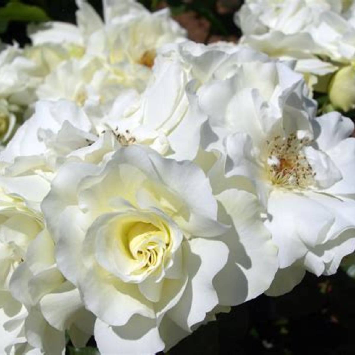 White Meidiland® Rose