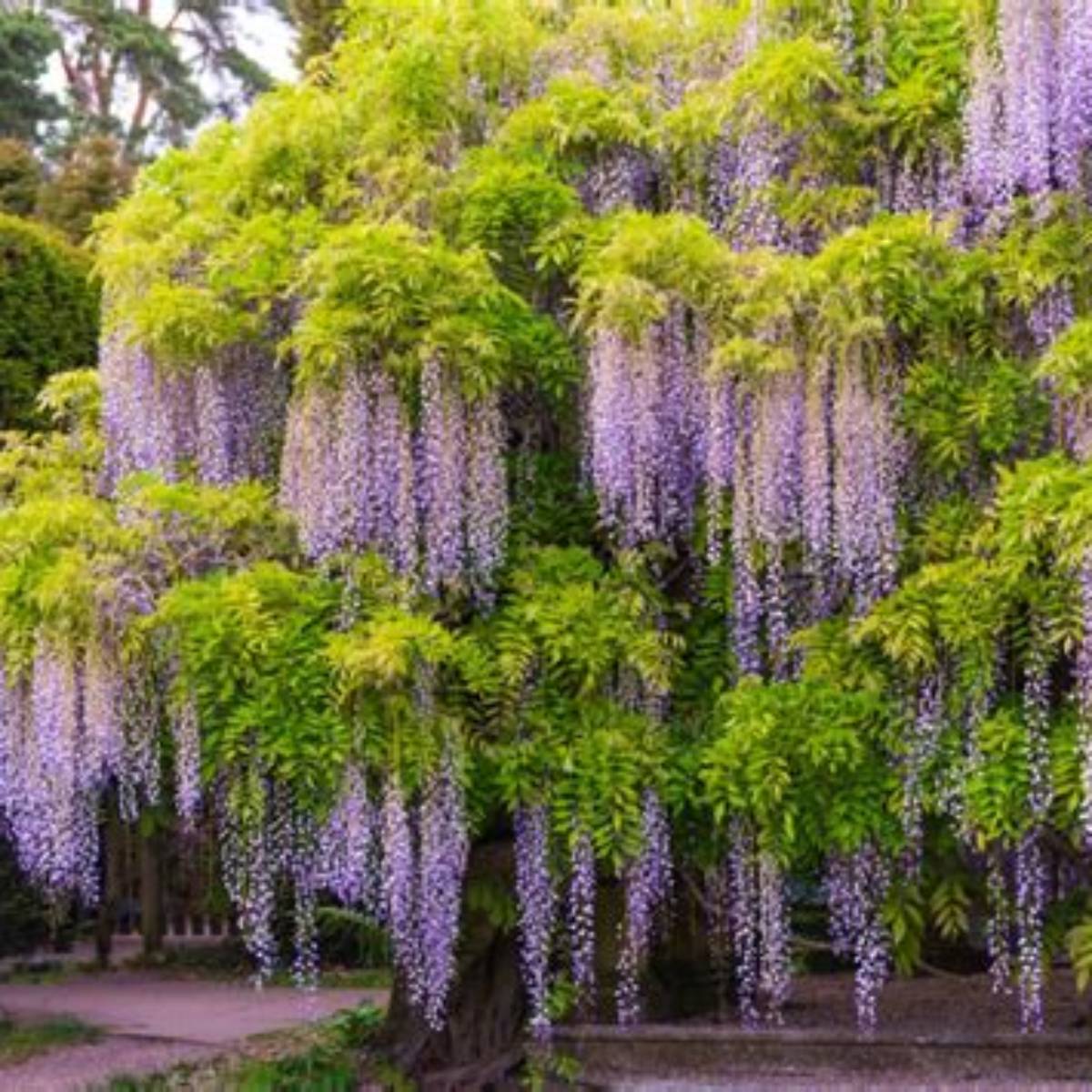 Blue Moon Wisteria Ladder