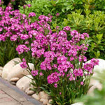 Cherry Bubbles Catchfly