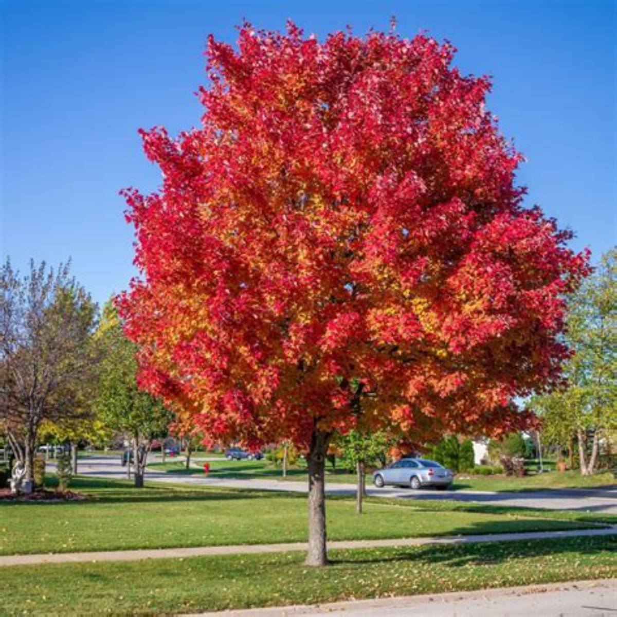 Red Sunset® Maple Tree