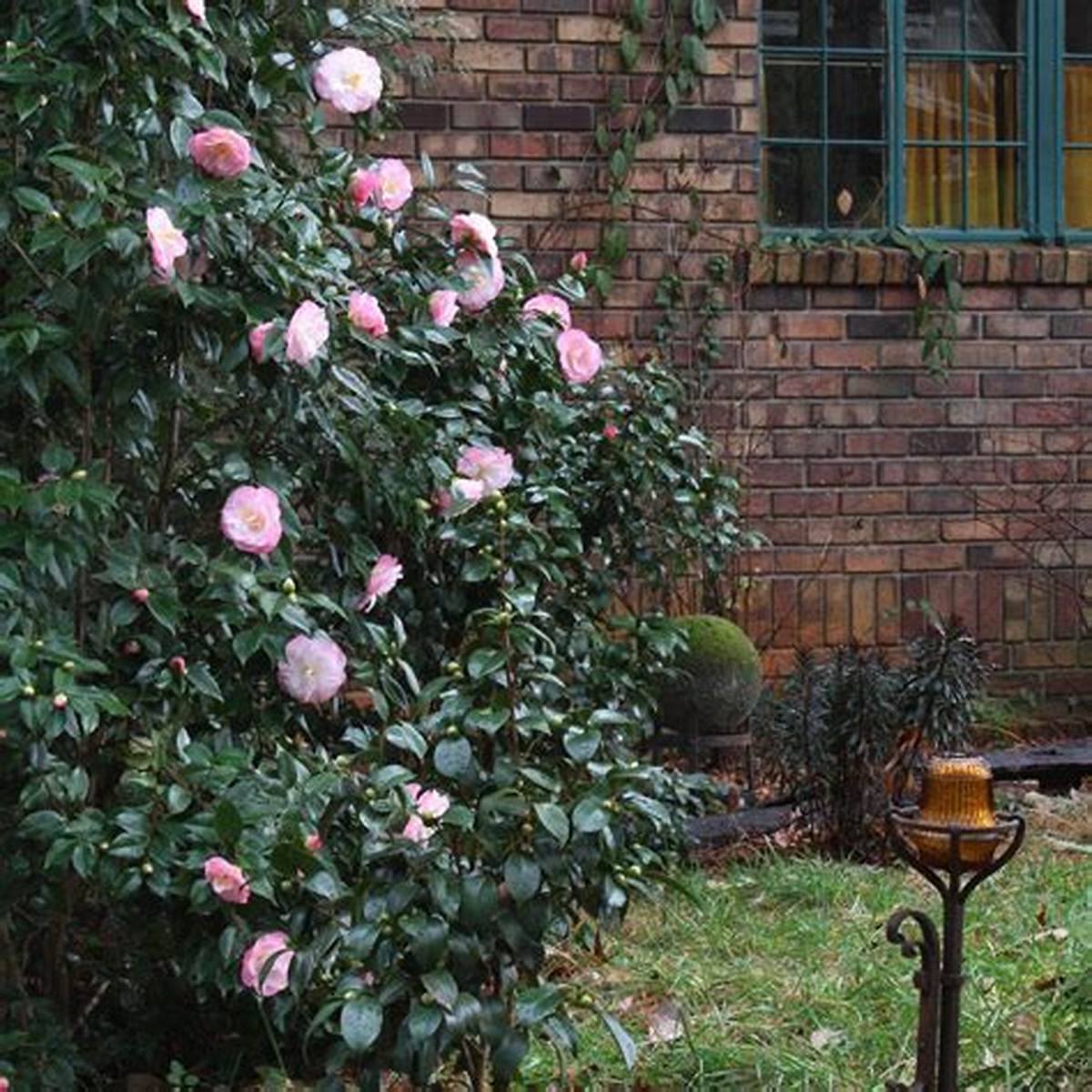 April Remembered Camellia