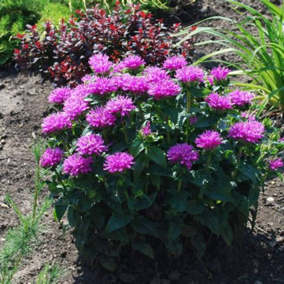 Petite Delight Beebalm