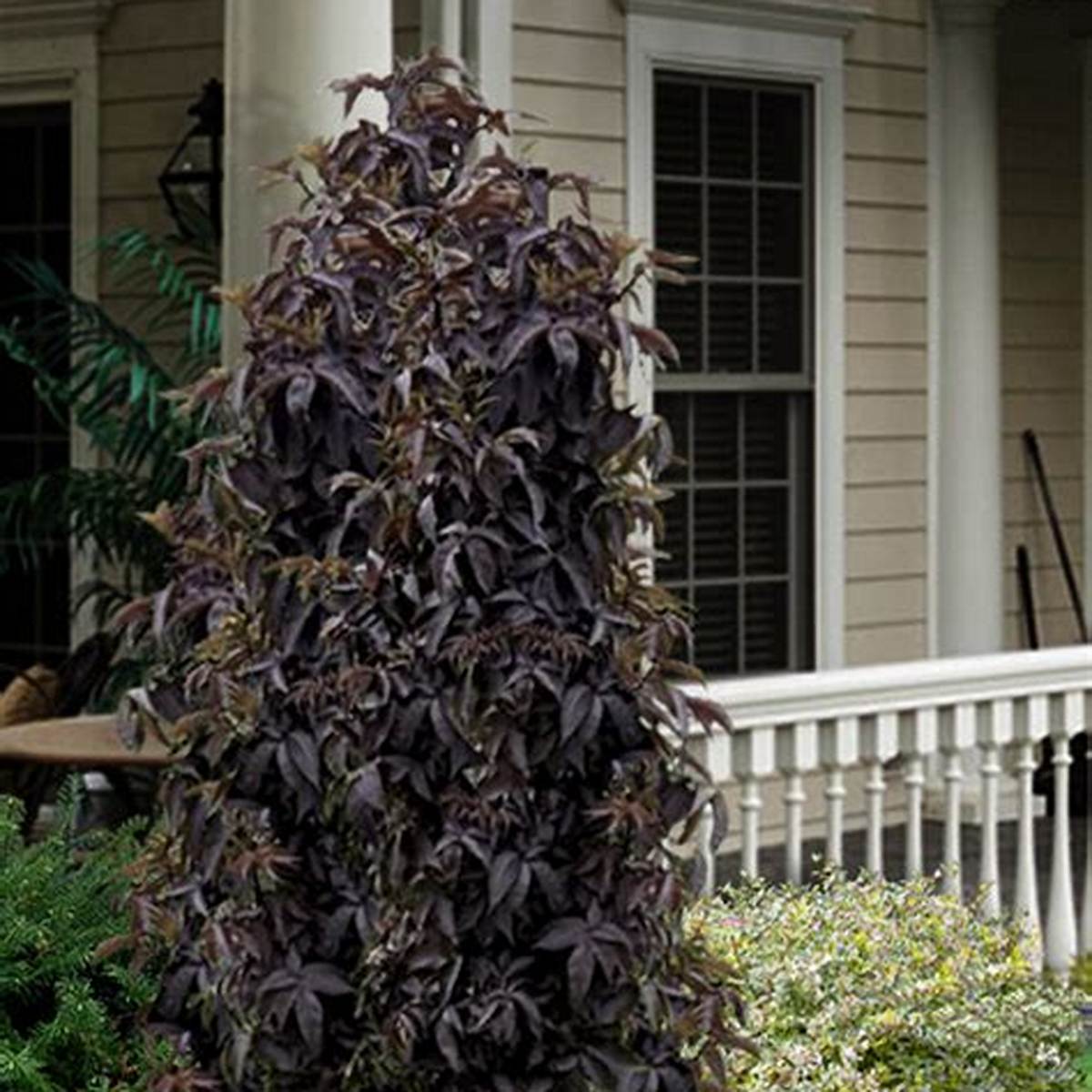 Black Tower Elderberry