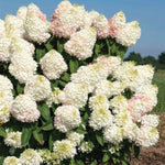 Sweet Starlight™ Hydrangea