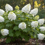Alice 'N Wonderland Dwarf Oakleaf Hydrangea