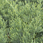 Grey Owl Juniper