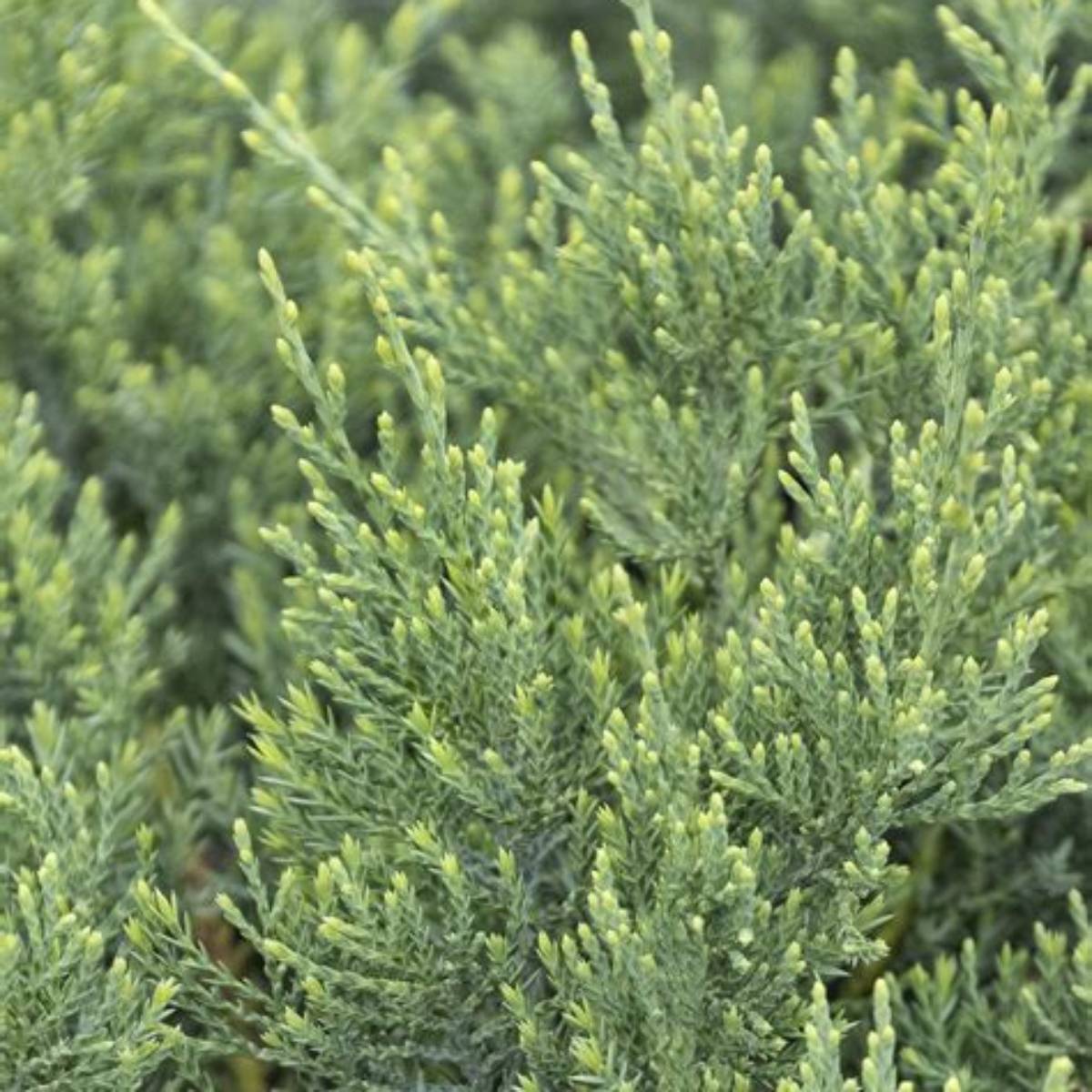 Grey Owl Juniper