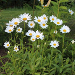 Becky Shasta Daisy