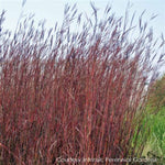 Red October Big Bluestem