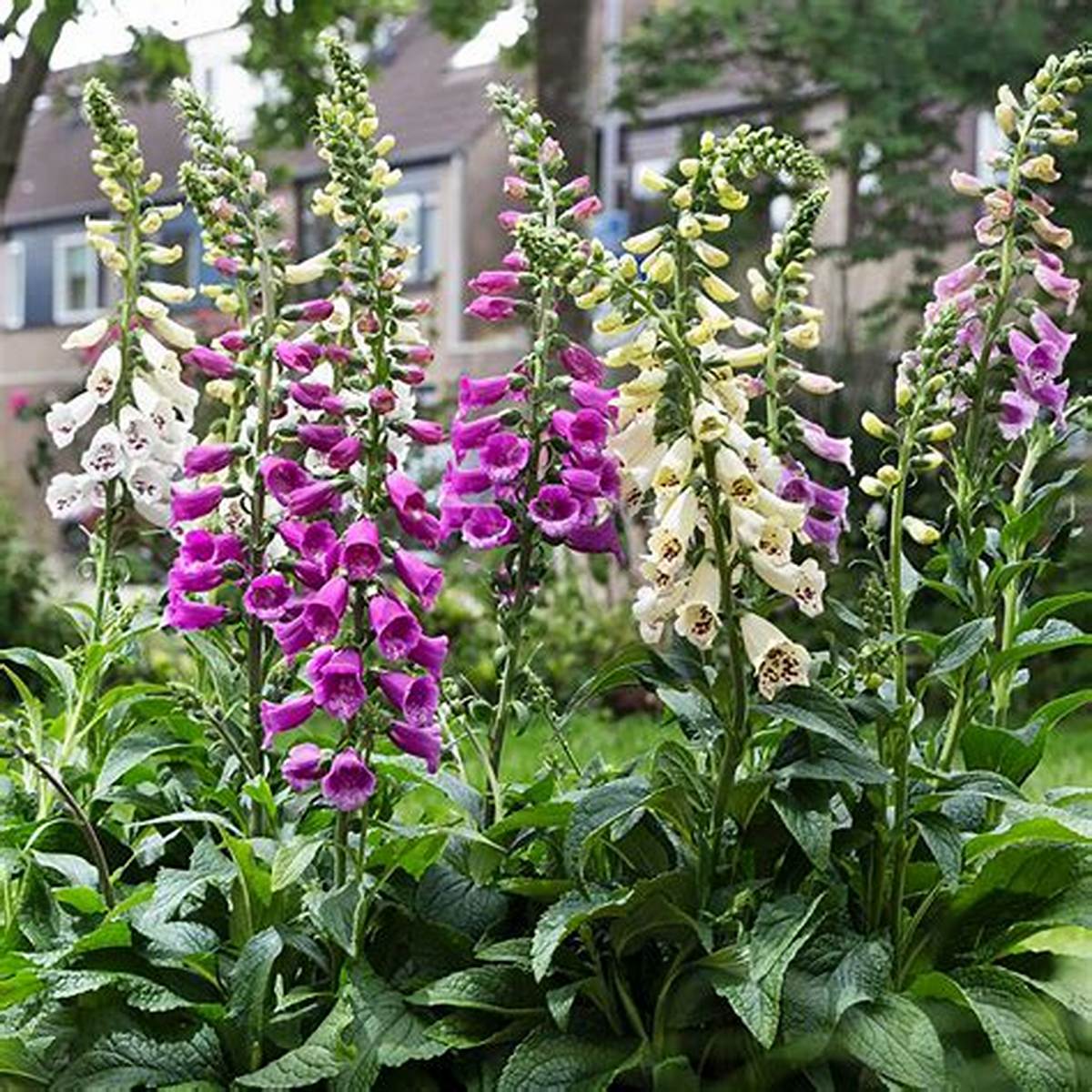 Dottie™ Mix Foxglove