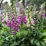 Dottie™ Mix Foxglove