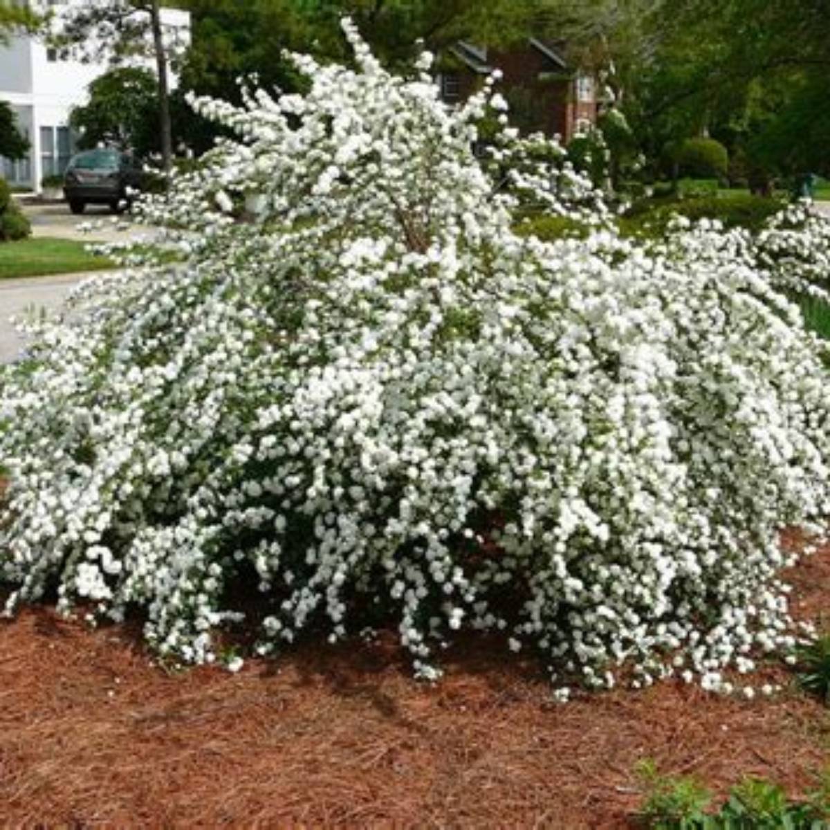 Double Bridal Wreath Spirea