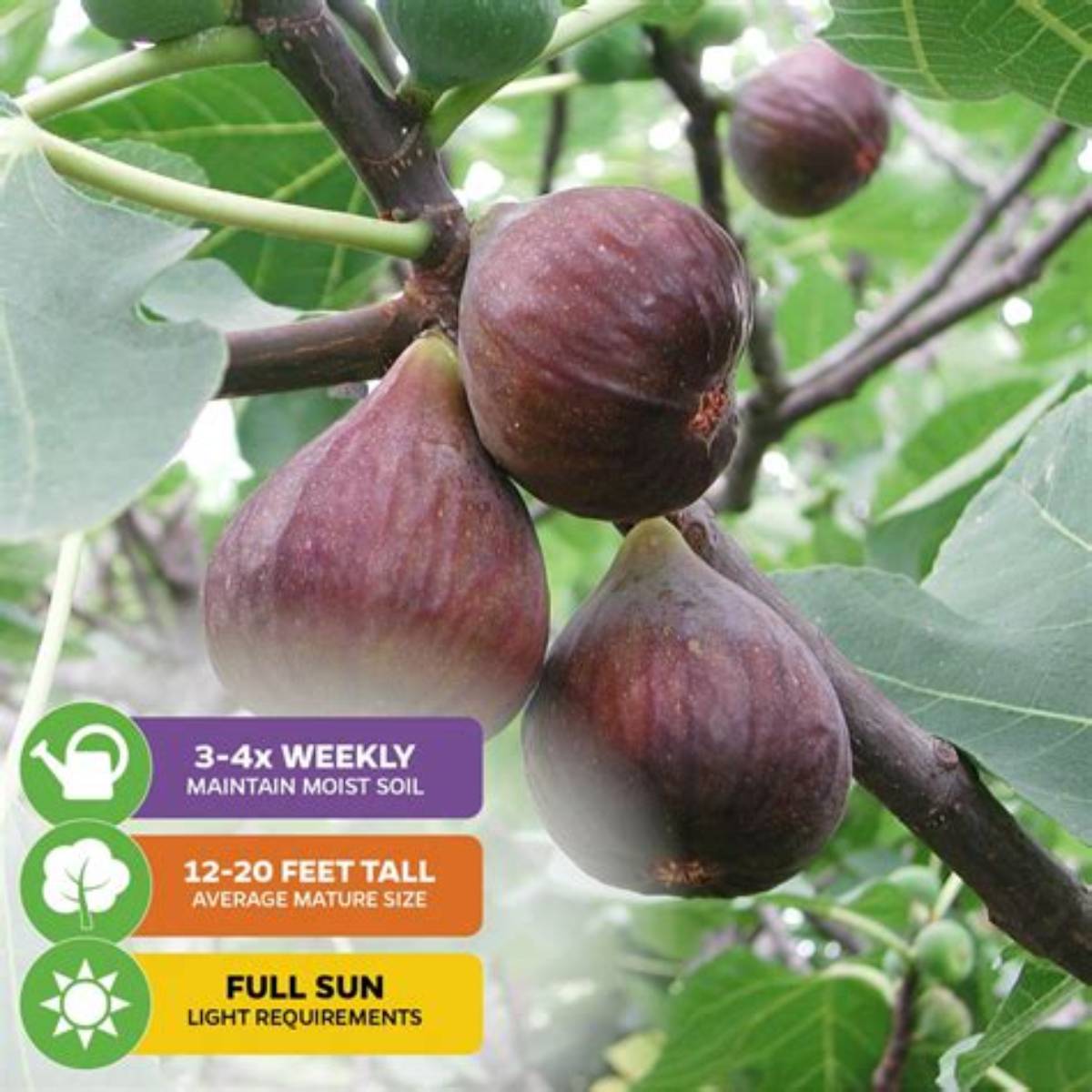 Chicago Hardy Fig Tree