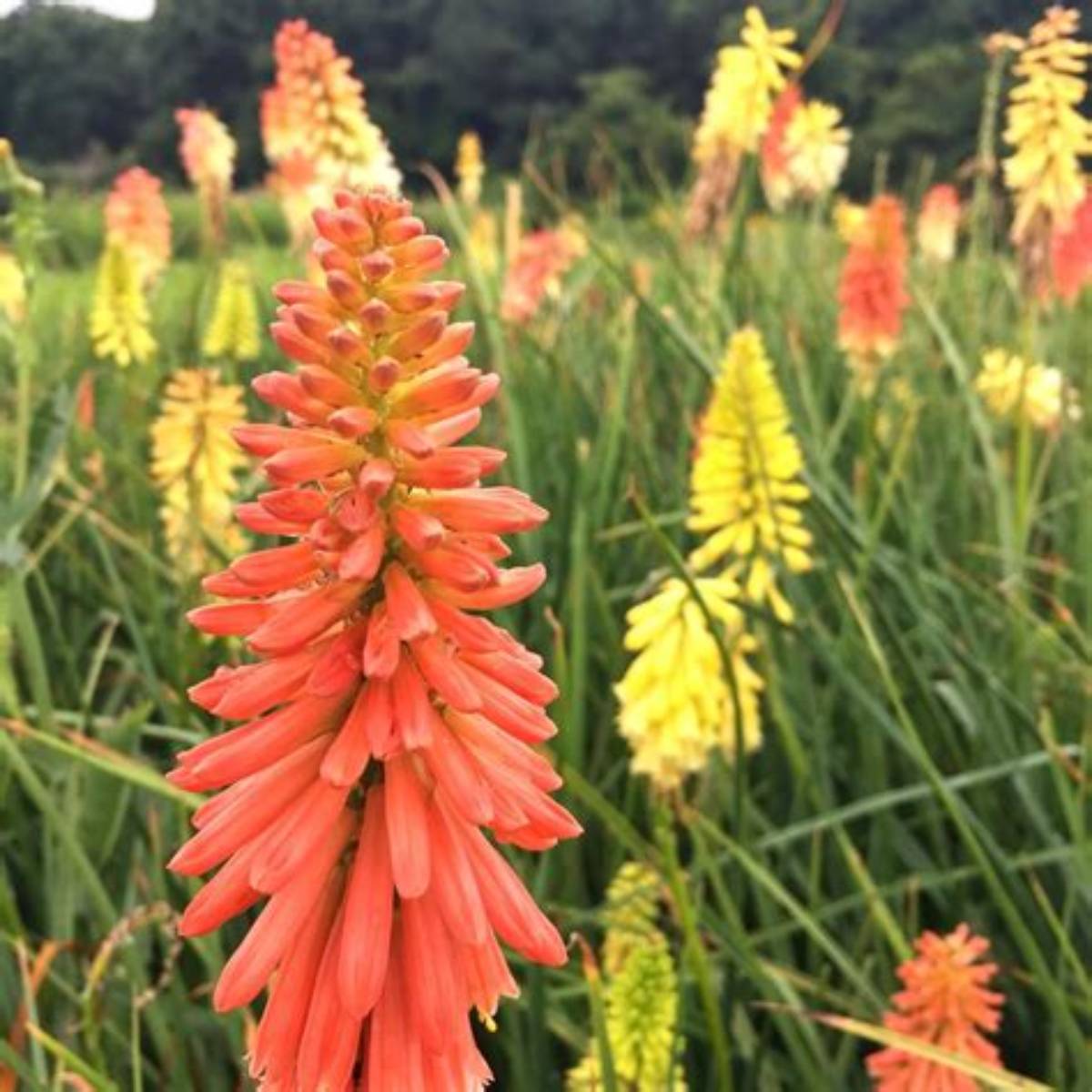 Flamenco Mix Red Hot Poker