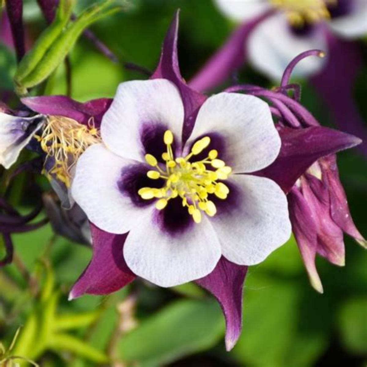 Earlybird™ Purple White Columbine
