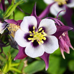 Earlybird™ Purple White Columbine