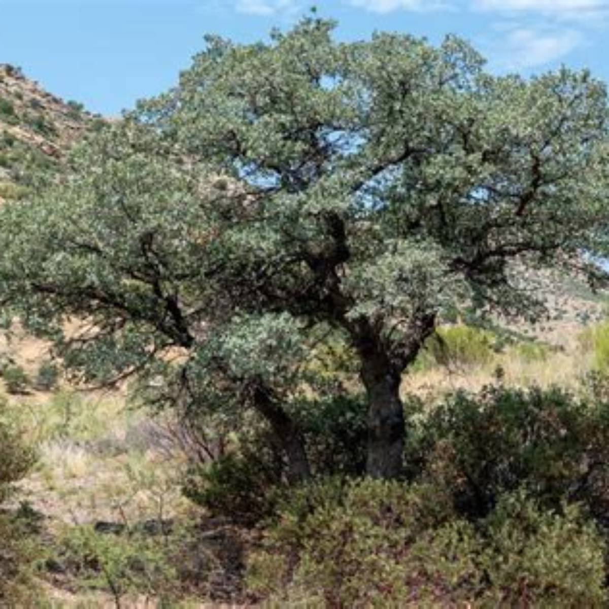Mexican Blue Oak Tree