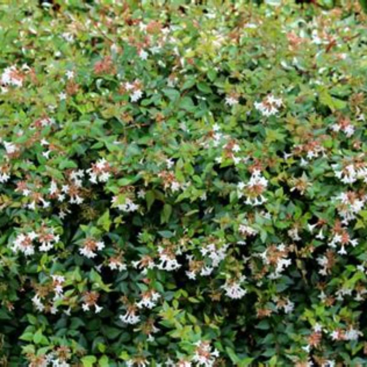Glossy Abelia