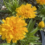 Solanna™ Golden Sphere Coreopsis