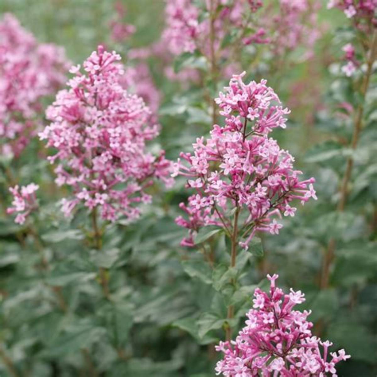 Bloomerang Ballet™ Lilac