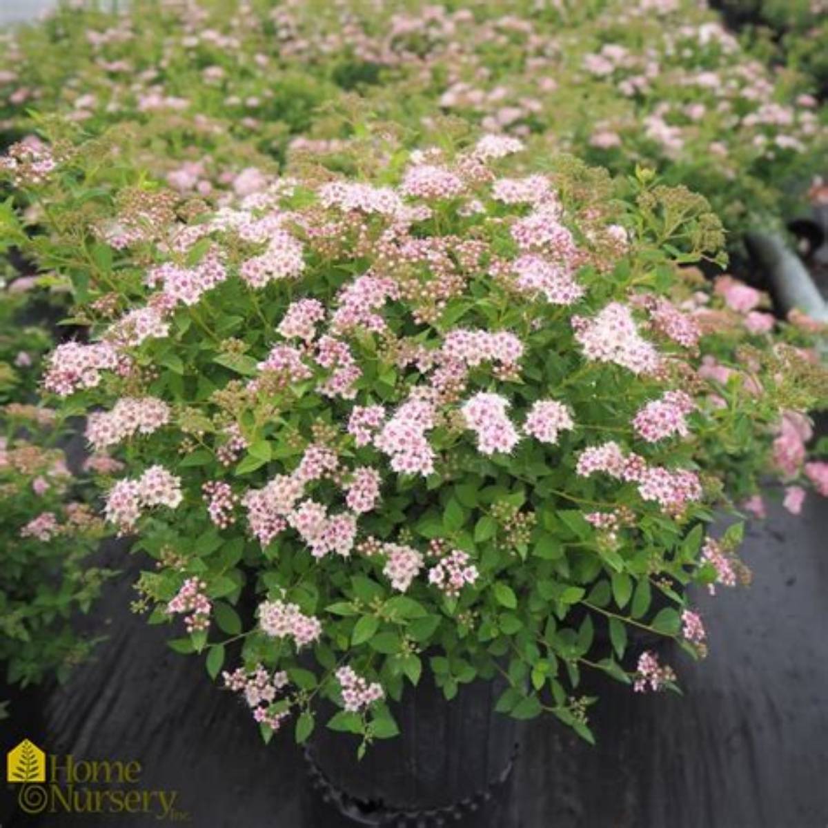 Little Princess Spirea