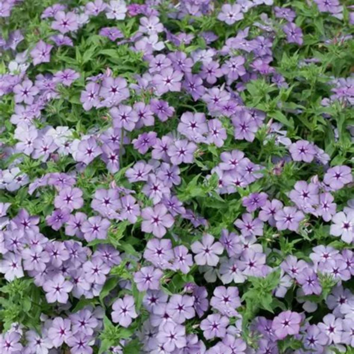 Paparazzi® Angelina Phlox