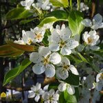 Luscious Pear Tree
