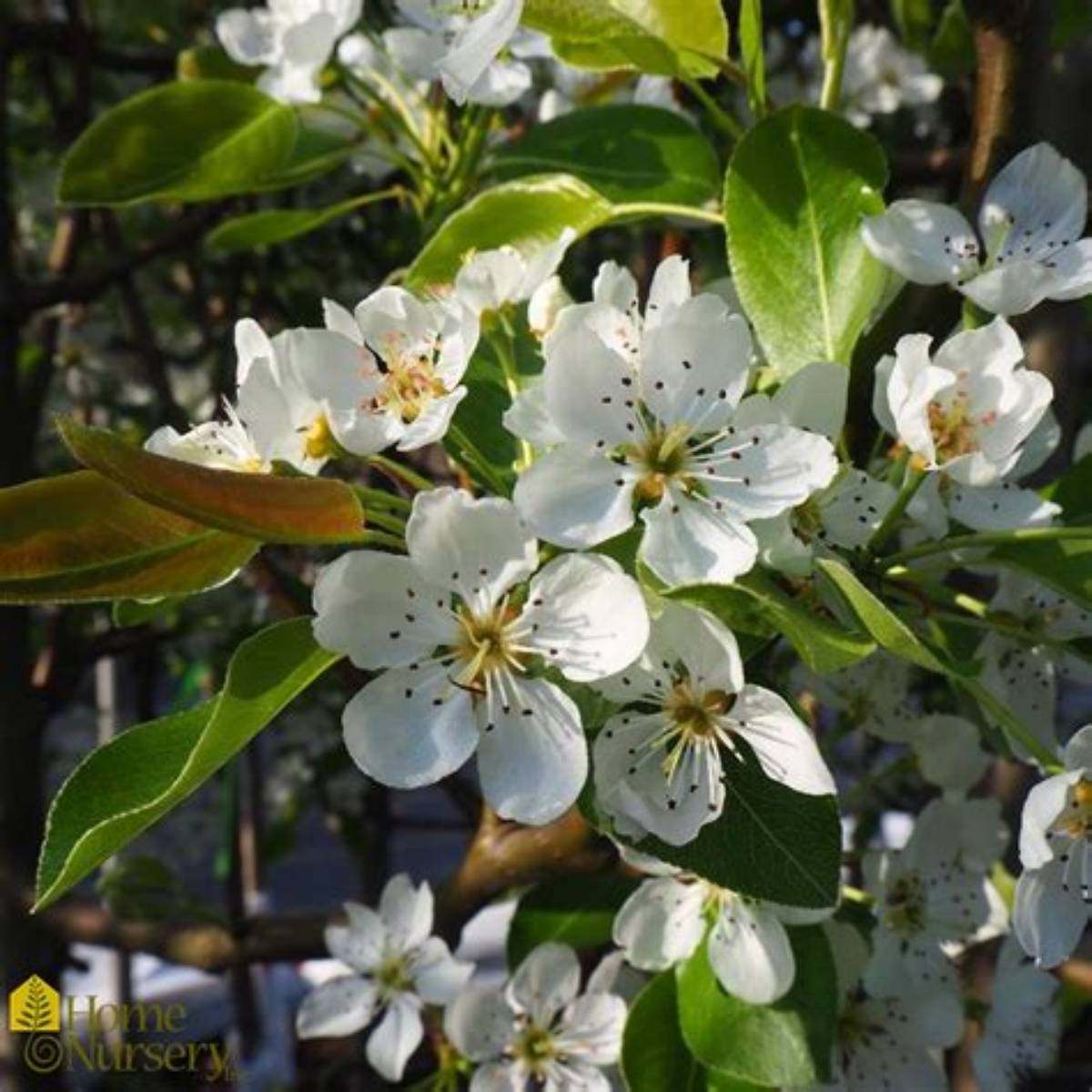 Luscious Pear Tree