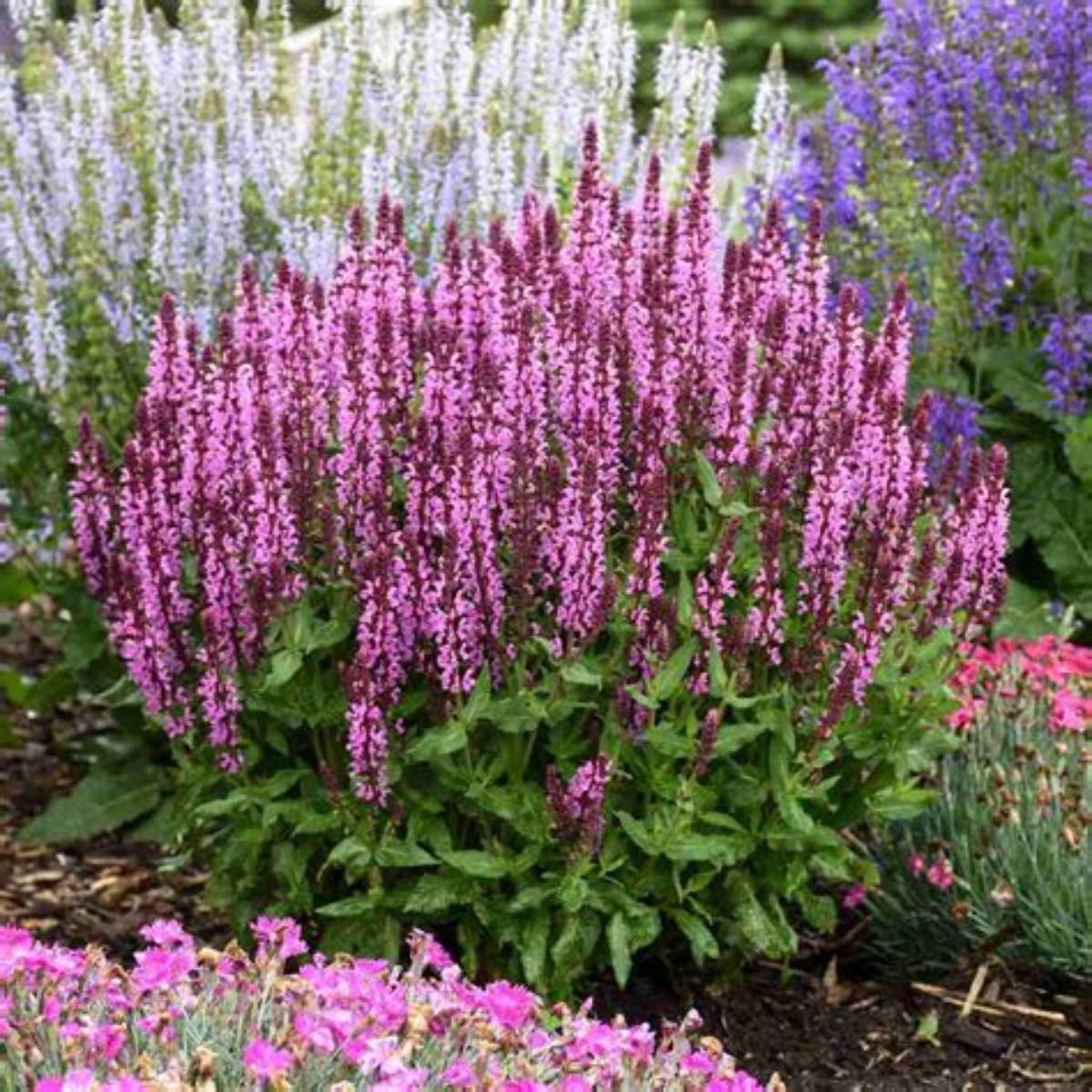 Lyrical™ Rose Meadow Sage