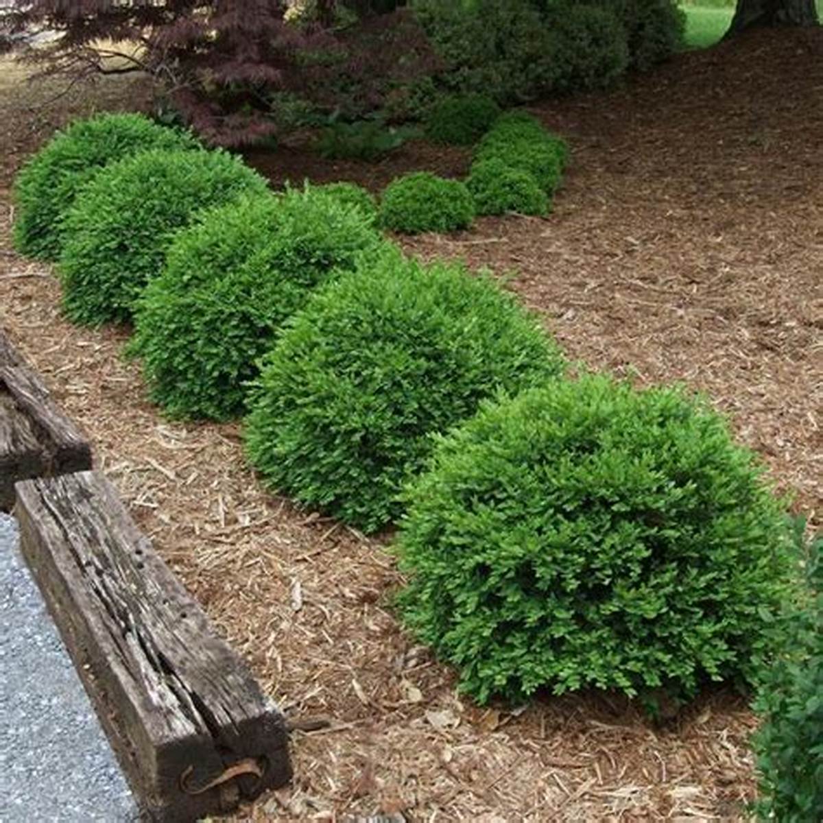 Chicagoland Green® Boxwood