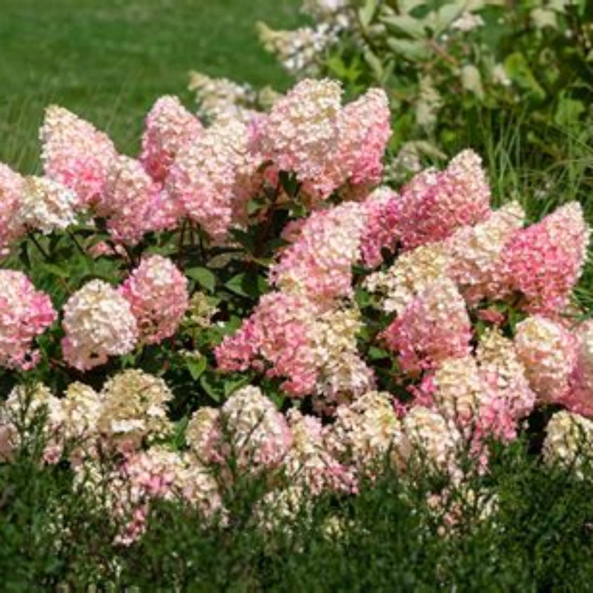 Strawberry Sundae® Hydrangea