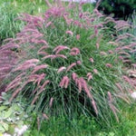 Karley Rose Fountain Grass