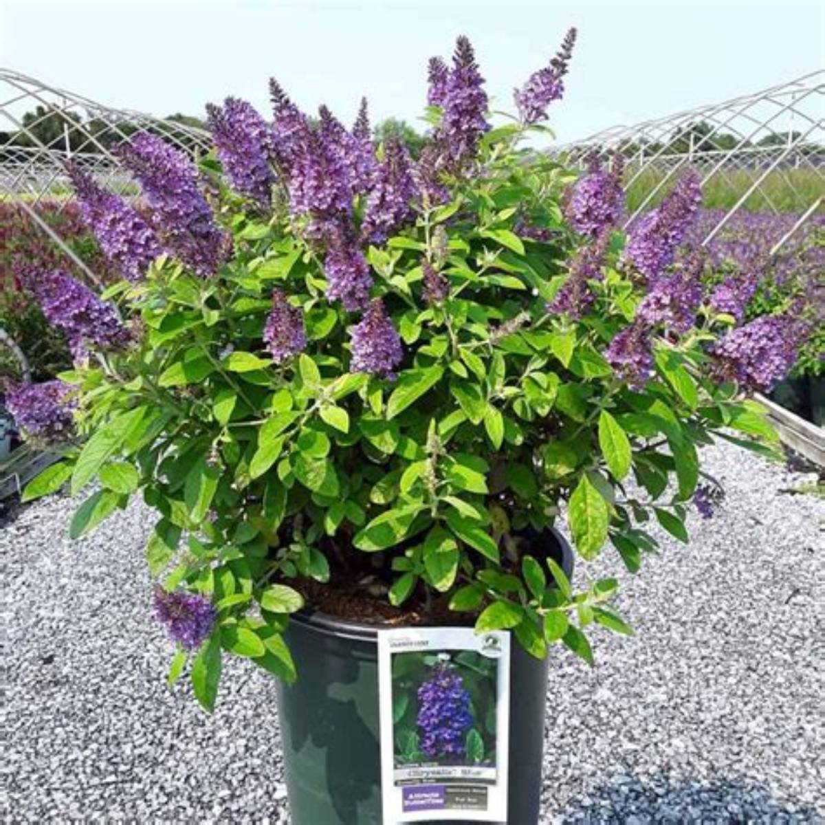 Chrysalis™ Blue Butterfly Bush